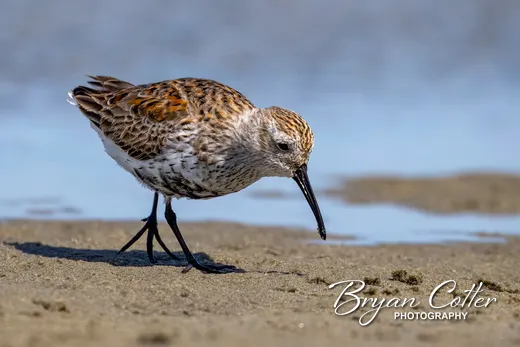 Dunlin