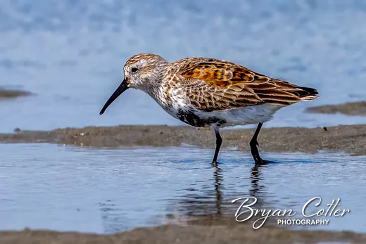 Dunlin