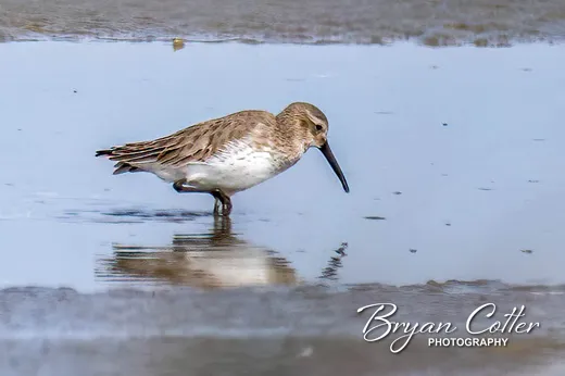 Dunlin photographed in Texas by Bryan Cotter