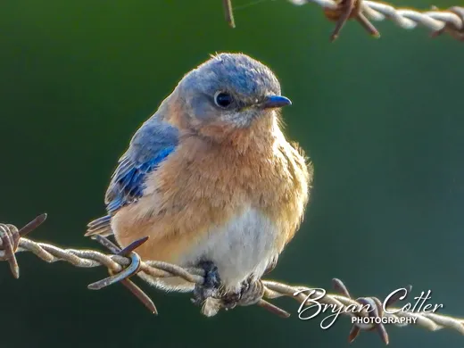Eastern Bluebird