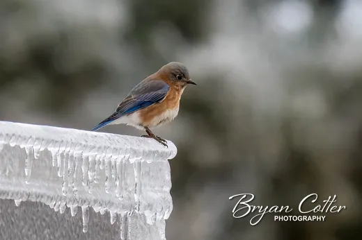 Eastern Bluebird