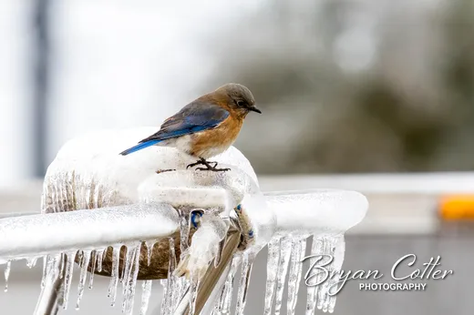 Eastern Bluebird