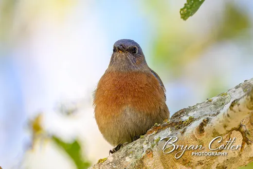 Eastern Bluebird