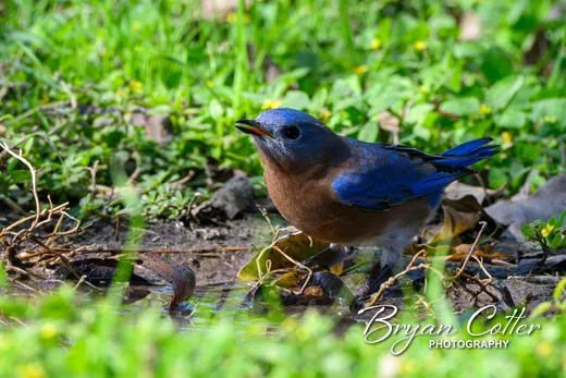 Eastern Bluebird