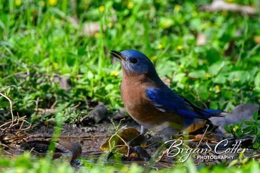 Eastern Bluebird