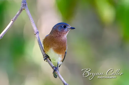 Eastern Bluebird