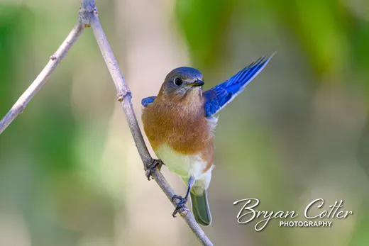 Eastern Bluebird