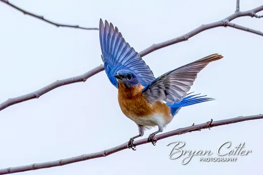 Eastern Bluebird