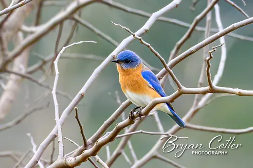 Eastern Bluebird