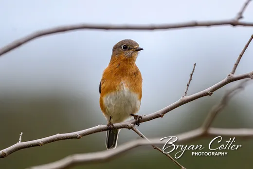 Eastern Bluebird