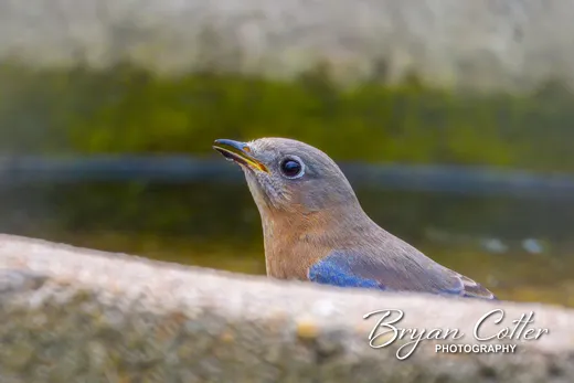 Eastern Bluebird