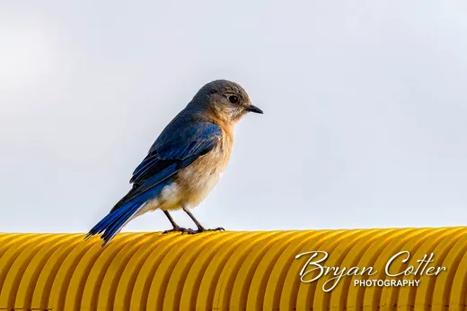 Eastern Bluebird