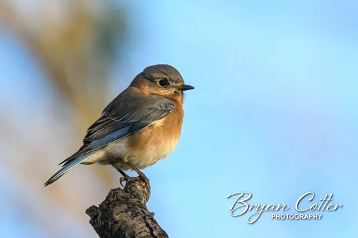 Eastern Bluebird