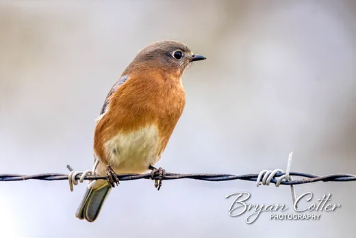 Eastern Bluebird