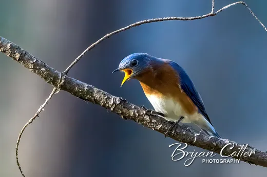 Eastern Bluebird