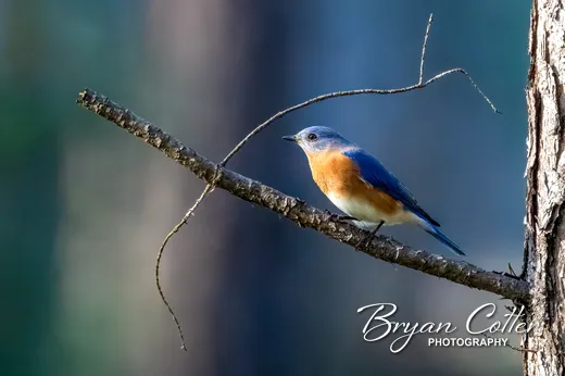 Eastern Bluebird