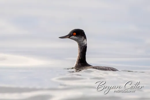 Eared Grebe photographed in Texas by Bryan Cotter