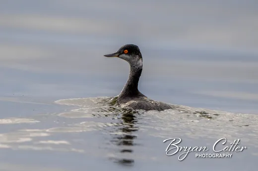 Eared Grebe