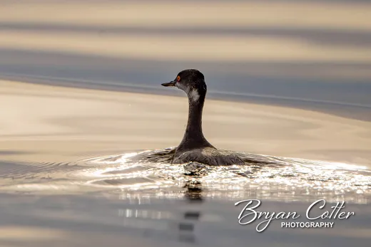 Eared Grebe