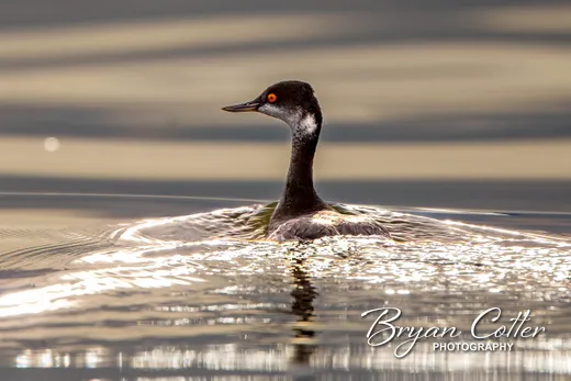 Eared Grebe