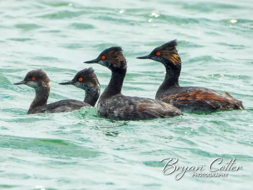 Eared Grebe