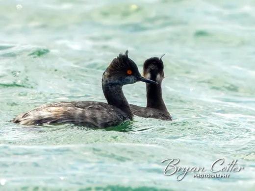 Eared Grebe