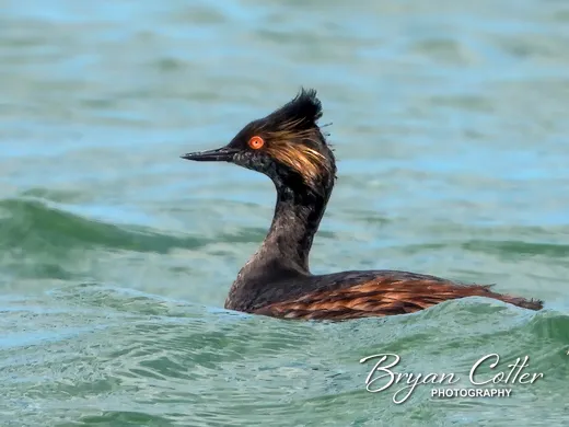 Eared Grebe