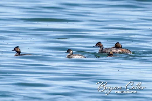 Eared Grebe photographed in Texas by Bryan Cotter