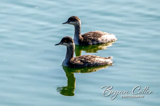 Eared Grebe