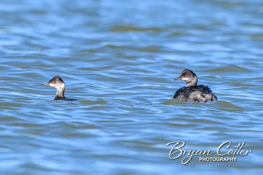 Eared Grebe photographed in the Granger Lake region of Texas by Bryan Cotter
