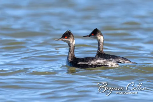 Eared Grebe
