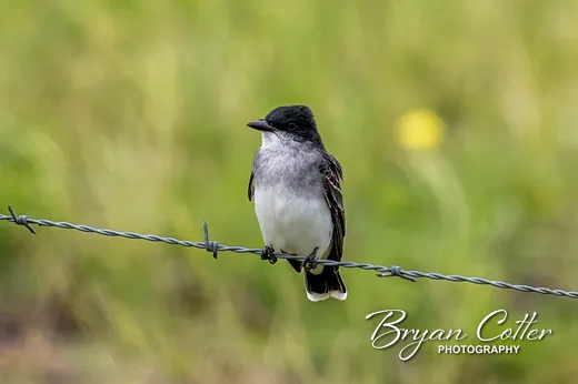 Eastern Kingbird photographed in Texas by Bryan Cotter