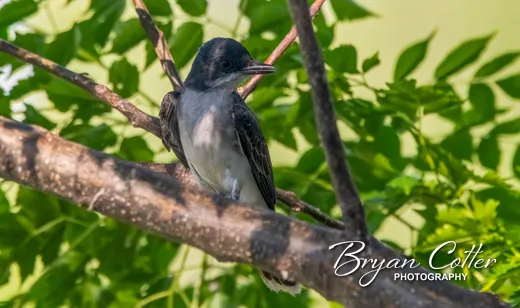 Eastern Kingbird