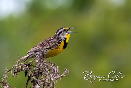 Eastern Meadowlark