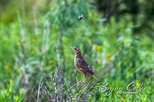 Eastern Meadowlark