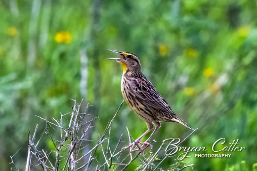 Eastern Meadowlark