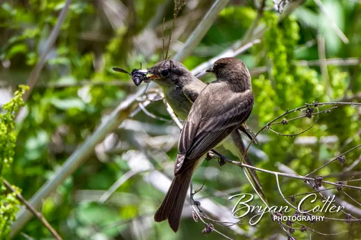 Eastern Phoebe