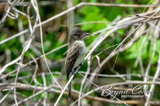 Eastern Phoebe