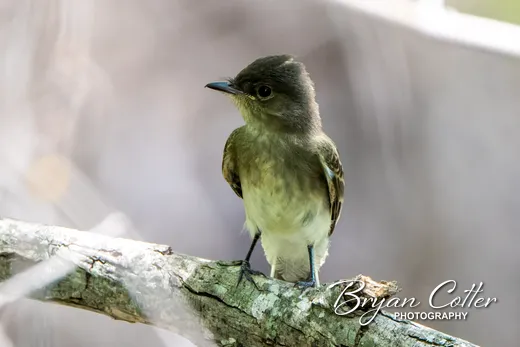 Eastern Phoebe