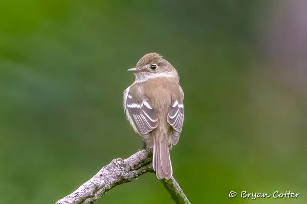 Eastern Phoebe photographed in Texas by Bryan Cotter