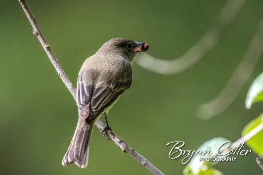 Eastern Phoebe