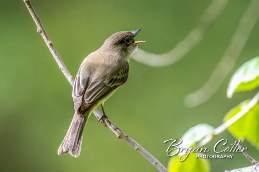 Eastern Phoebe