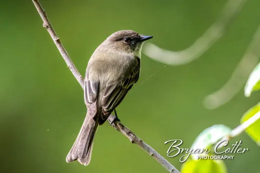 Eastern Phoebe