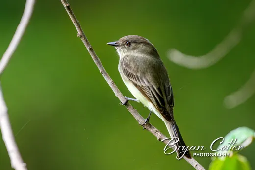 Eastern Phoebe