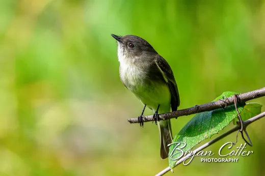 Eastern Phoebe