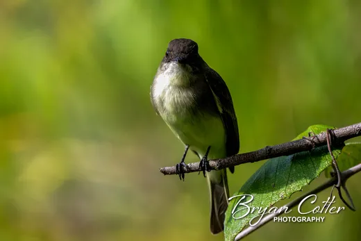 Eastern Phoebe