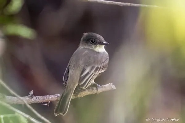 Eastern Phoebe