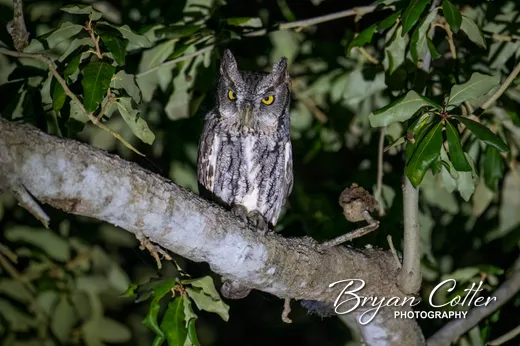 Eastern Screech-Owl photographed in Texas by Bryan Cotter