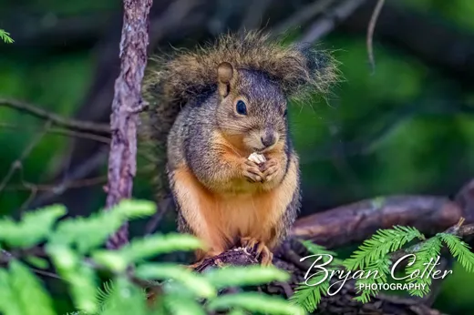 Eastern Fox Squirrel photographed in Texas by Bryan Cotter