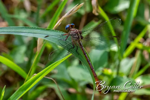 Eastern Ringtail Dragonfly photographed in Texas by Bryan Cotter